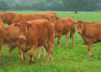 Quelle est la meilleure race de vache à viande ?