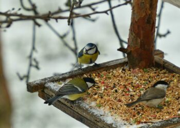 Quelle est la nourriture préférée des oiseaux ?