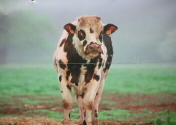Quelle est la particularité de la vache Normande ?