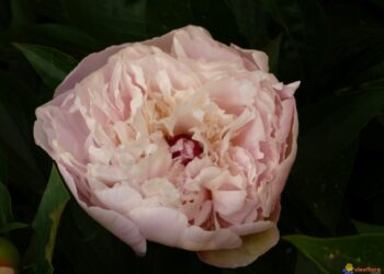 Quelle est la pivoine la plus parfumée ?