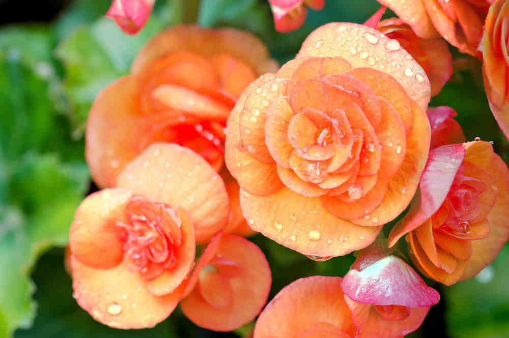 Quelle est la plante de l