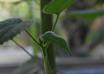 Quelle est la plante la plus dangereuse ?