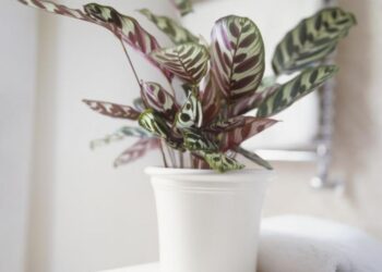 Quelle est la plante la plus facile à entretenir ?