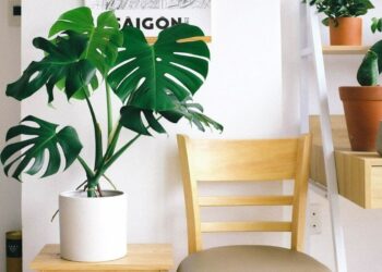 Quelle est la plus belle plante d'intérieur ?