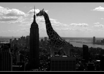 Quelle est la plus grande girafe du monde ?