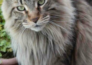 Quelle est la race de chat la plus câline ?