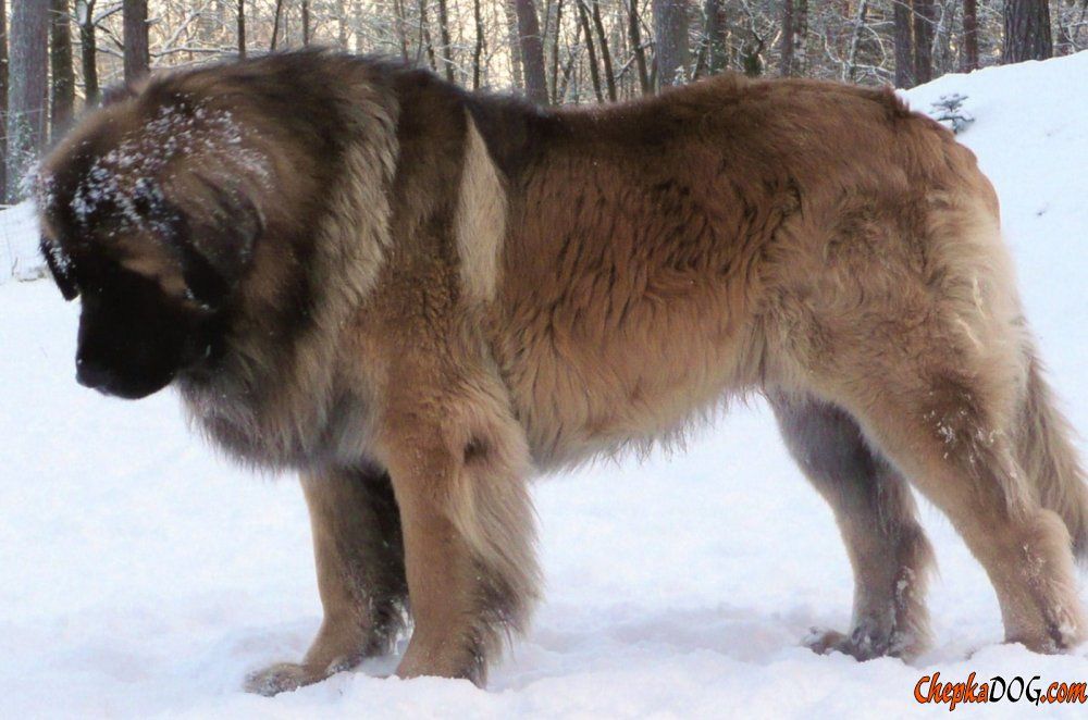 La Race De Chien La Plus Grande Quelle est la race de chien la plus grosse au monde