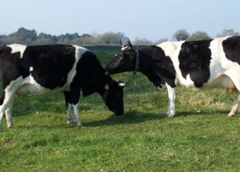 Quelle est la race de vache toute noire ?