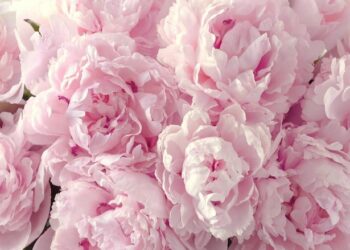 Quelle est la saison de la pivoine ?