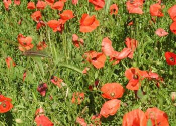 Quelle est la saison des coquelicots ?