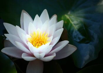 Quelle est la signification de la fleur de lotus ?