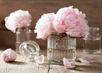 Quelle est la signification de la pivoine ?