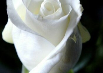 Quelle est la signification de la rose Blanche ?