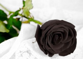 Quelle est la signification de la rose noire ?