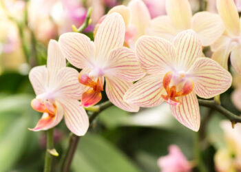 Quelle est la signification d'offrir une orchidée ?