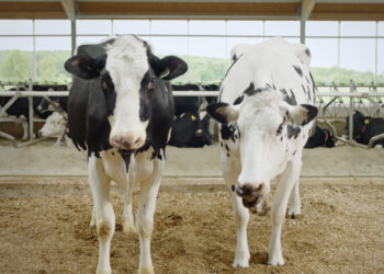 Quelle est la vache qui donne le plus de lait ?