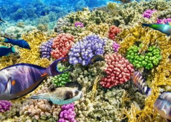 Quelle est la valeur du corail ?