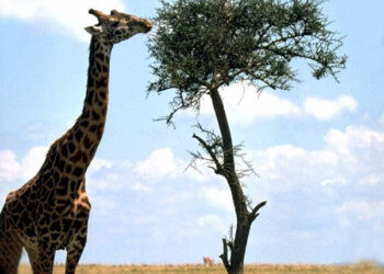 Quelle est l'alimentation de la girafe ?