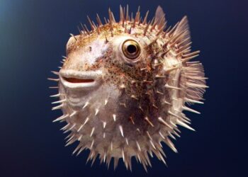 Quelle est le poisson le plus dangereux du monde ?