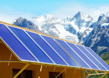 Quelle est le prix d'un olivier ?