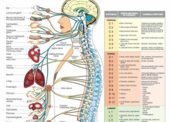 Quelle est l'origine de la plupart des maux de dos ?