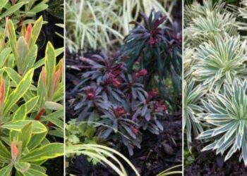 Quelle euphorbe choisir ?