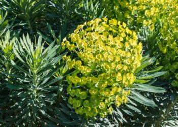 Quelle exposition pour les euphorbe ?