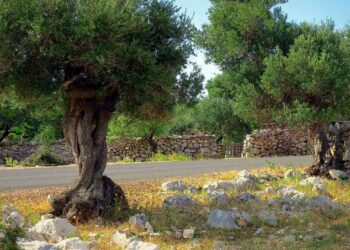 Quelle exposition pour planter un olivier ?