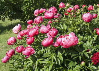 Quelle exposition pour planter une pivoine ?