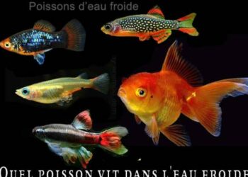 Quelle famille sont les poissons ?
