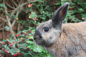 Quelle fleur Les lapins ne mangent pas ?