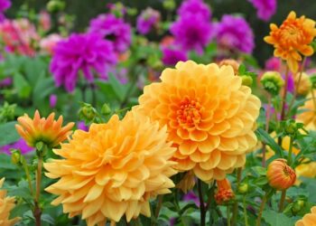 Quelle fleur à 10 lettres ?