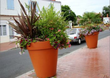 Quelle fleur mettre dans un grand pot extérieur ?
