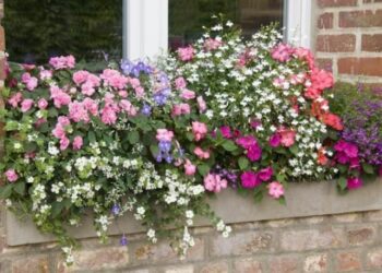 Quelle fleur mettre en jardiniere plein soleil ?