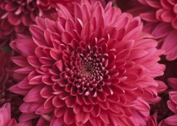 Quelle fleur ne pas offrir ?