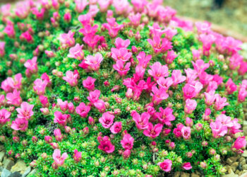 Quelle fleur planter en Octobre-novembre ?