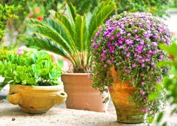 Quelle fleur planter en pot en plein soleil ?