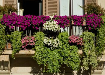 Quelle fleur pour Jardiniere Plein Sud ?