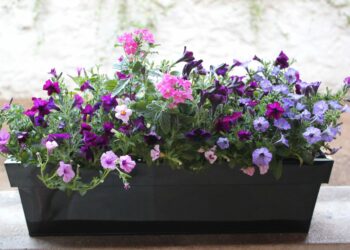 Quelle fleur pour un petit pot ?