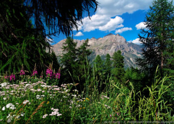Quelle fleur pousse en haute montagne ?