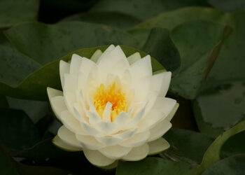 Quelle fleur symbolise la douceur ?