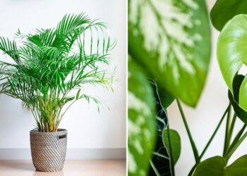 Quelle grande plante pour l'intérieur ?