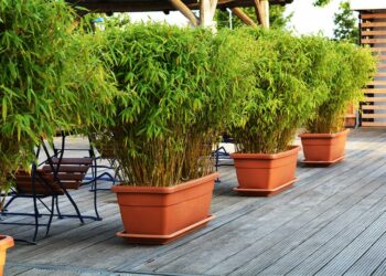 Quelle hauteur de jardinière pour planter les bambous ?