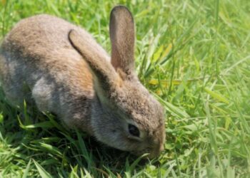 Quelle herbe Peut-on donner à un lapin nain ?