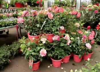 Quelle jardinerie choisir ?
