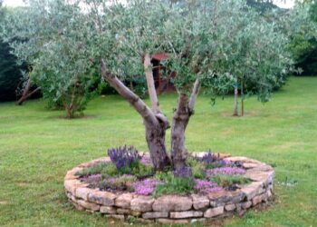 Quelle lavande au pied d'un olivier ?