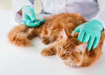 Quelle mutuelle pour son chat ?