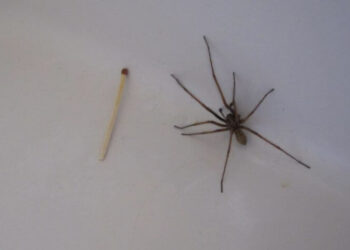 Quelle odeur fait fuir les araignées ?