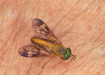 Quelle odeur les mites n'aiment pas ?