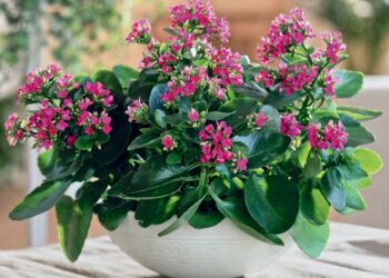 Quelle petite plante fleurie pour intérieur ?